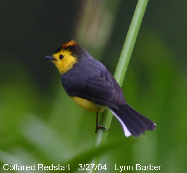 Collared Redstart (Myioborus torquatus)