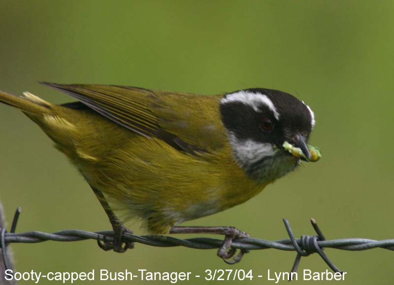 Sooty-capped Bush-Tanager (Chlorospingus pileatus)