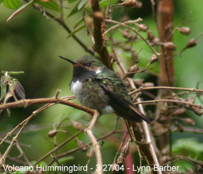 Volcano Hummingbird (Selasphorus flammula)