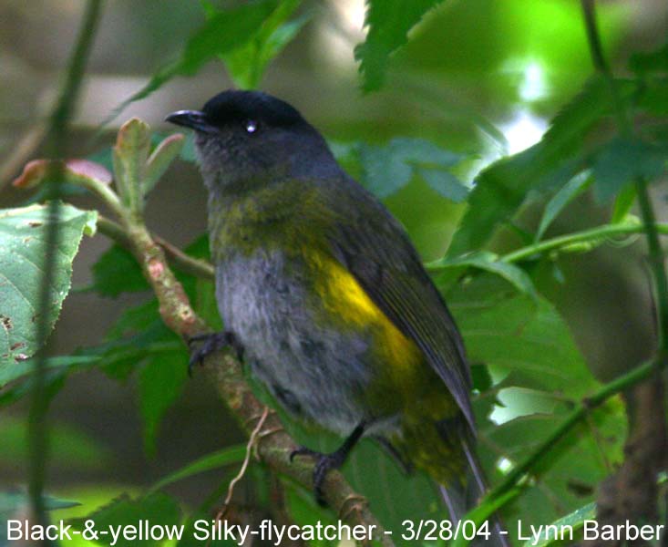 Black-and-yellow Silky-flycatcher (Phainoptila melanoxantha)