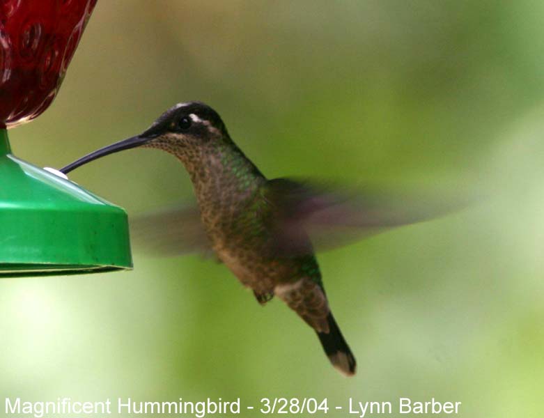 Magnificent Hummingbird (Eugenes fulgens)