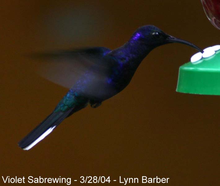 Violet Sabrewing (Campylopterus hemileucurus)