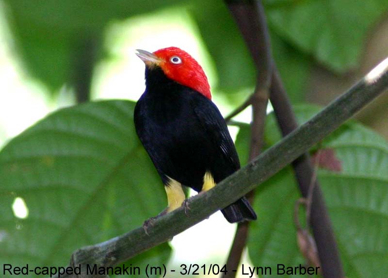 http://www.carolinanature.com/pix/panama/3333red-cappedmanakin032104.jpg