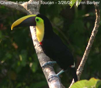 Chestnut-mandibled Toucan (Ramphastos swainsonii)