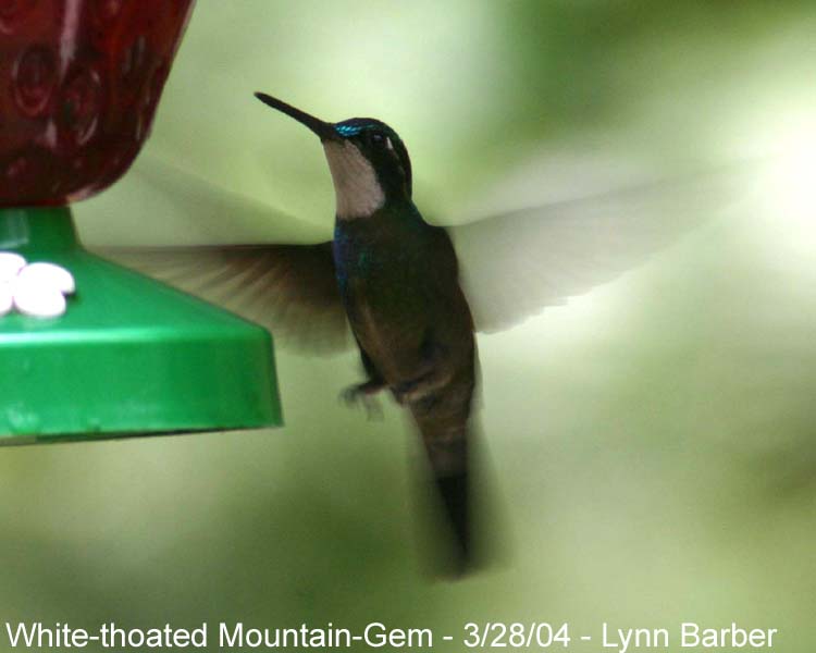 White-throated Mountain-gem (Lampornis castaneoventris)