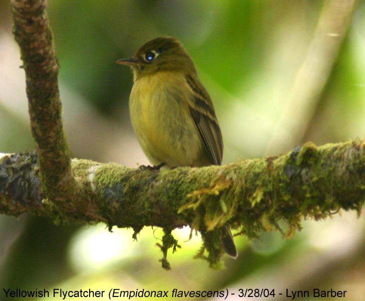 Yellowish Flycatcher (Empidonax flavescens)