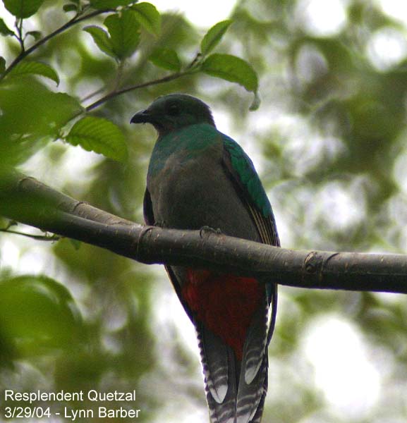 Resplendent Quetzal (Pharomachrus mocinno)