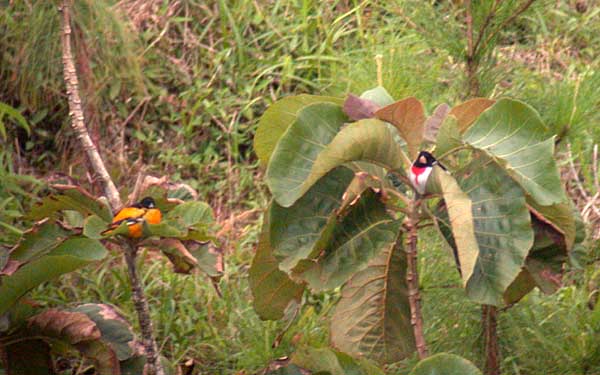 Baltimore Oriole and Rose-breasted Grosbeak