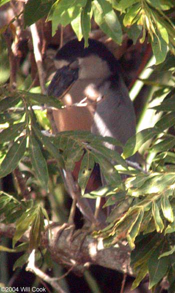 Boat-billed Heron (Cochlearius cochlearius)