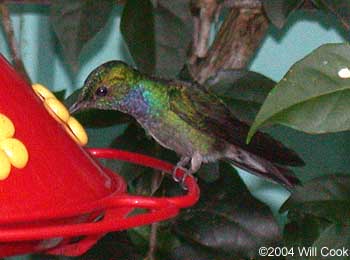 Blue-chested Hummingbird (Amazilia amabilis)