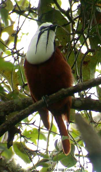 Three-wattled Bellbird (Procnias tricarunculata)