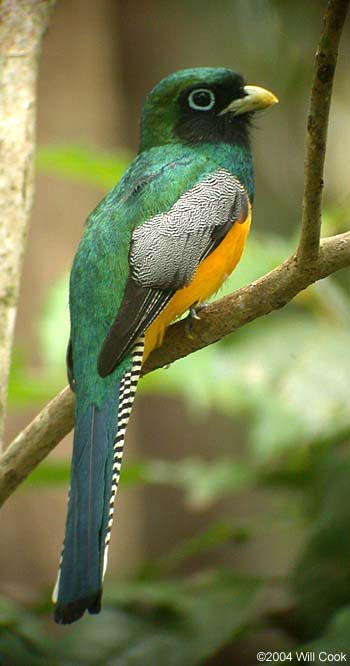 Black-throated Trogon (Trogon rufus)