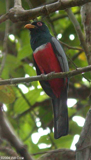 Black-tailed Trogon (Trogon melanurus)