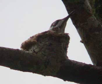 Black-throated Mango (Anthracothorax nigricollis)