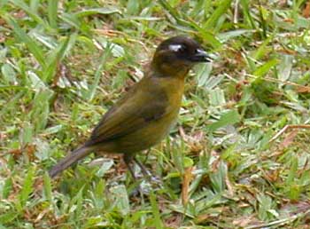 Common Bush-Tanager (Chlorospingus ophthalmicus)