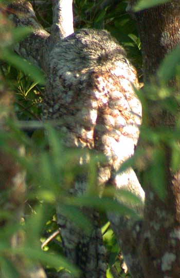 Great Potoo (Nyctibius grandis