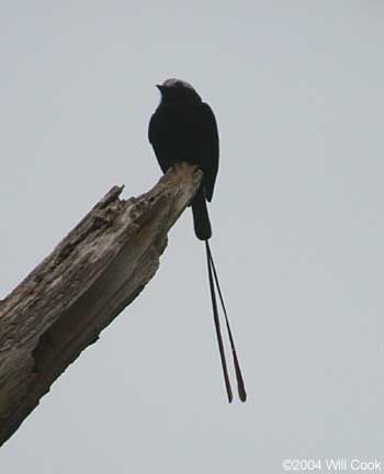 Long-tailed Tyrant (Colonia colonus)