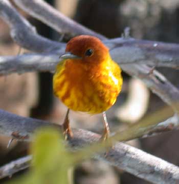 Mangrove Warbler (Dendroica petechia aequatorialis)