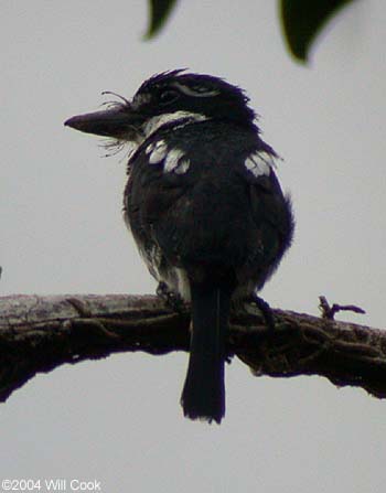 Pied Puffbird (Notharchus tectus)