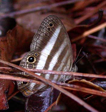 Hesione Satyr (Cissia hesione)