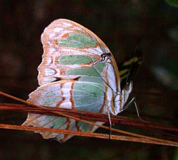 Malachite (Siproeta stelenes)