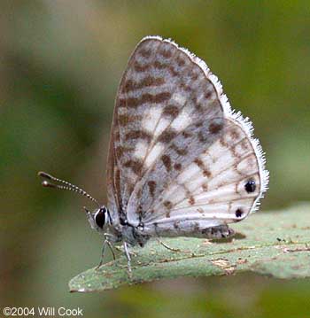 Cassius Blue (Leptotes cassius)