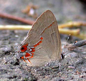 Dusky-blue Groundstreak (Calycopis isobeon)