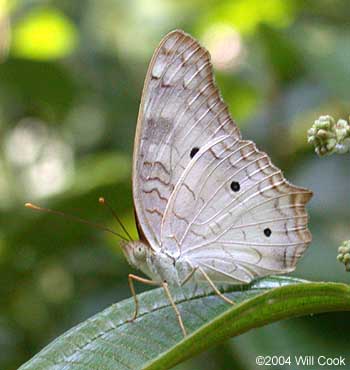 White Peacock (Anartia jatrophae)