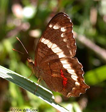 Banded Peacock (Anartia fatima)