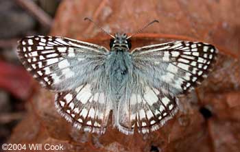 Tropical Checkered-Skipper (Pyrgus oileus)