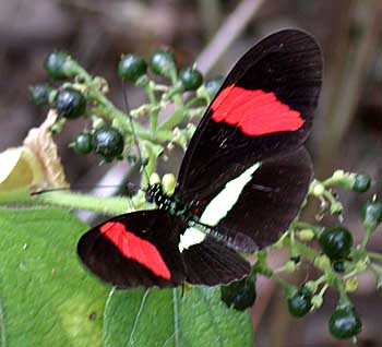 Erato Heliconian (Heliconius erato)