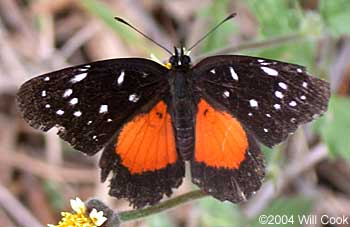 Crimson Patch (Chlosyne janais)