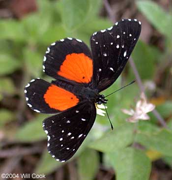 Crimson Patch (Chlosyne janais)