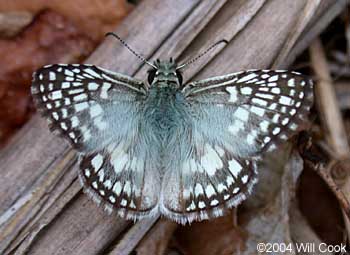 Tropical Checkered-Skipper (Pyrgus oileus)