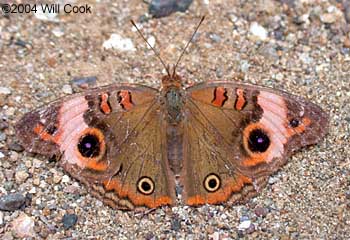 Tropical Buckeye (Junonia genoveva)