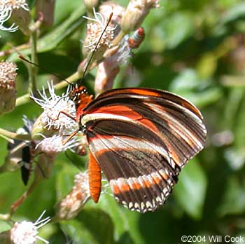 Banded Orange Heliconian (Dryadula phaetusa)