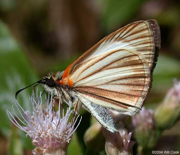 Veined White-Skipper (Heliopetes arsalte)