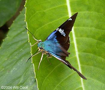 Two-barred Flasher (Astraptes fulgerator)