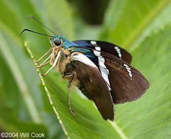 Two-barred Flasher (Astraptes fulgerator)