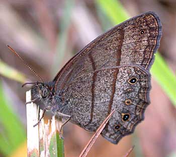 Dull Satyr (Yphthimoides renata)