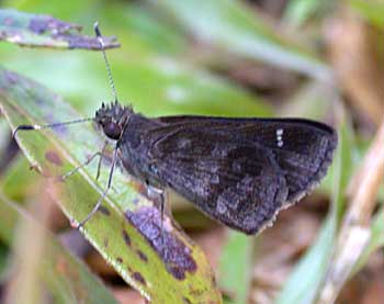 Fawn-spotted Skipper (Cymaenes odilia)