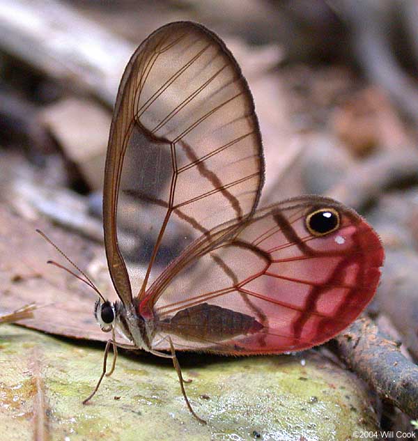 Pink-tipped Satyr (Cithaerias menander)