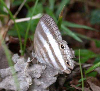 Hesione Satyr (Cissia hesione