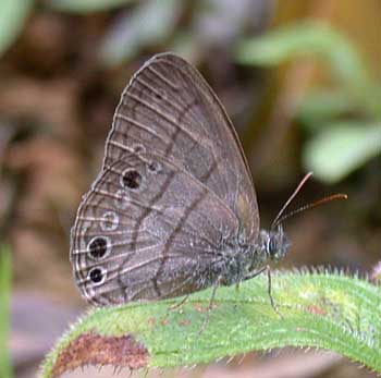 Hermes Satyr (Hermeuptychia hermes)