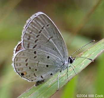 Eastern Tailed-Blue (Everes comyntas) Panama