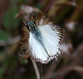 Veined White-Skipper (Heliopetes arsalte)