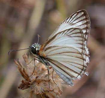 Veined White-Skipper (Heliopetes arsalte)