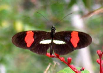 Erato Heliconian (Heliconius erato)