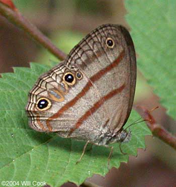 Cissia terrestris