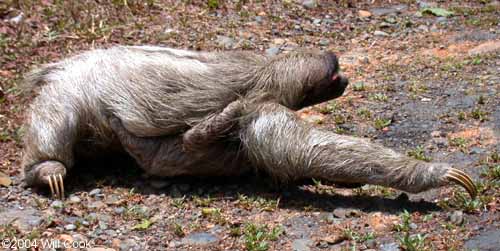 Three-toed Sloth